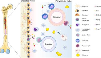 A potential area of use for immune checkpoint inhibitors: Targeting bone marrow microenvironment in acute myeloid leukemia